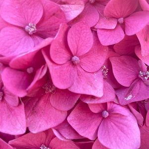 Meet your Posher, Lanie